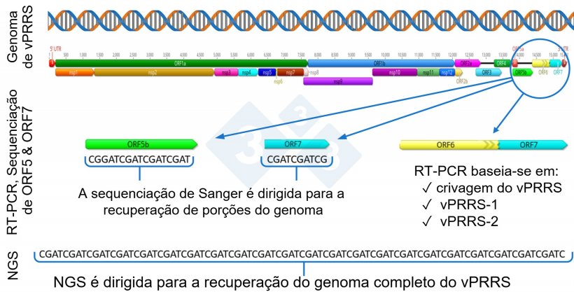 Figura&nbsp;1: Representação esquemática de um genoma completo do vPRRS (GenBank U87392) e das regiões-alvo nos diferentes testes de diagnóstico. Nos EUA, os testes RT-PCR para detetar vírus vivos modificados semelhantes a vacinas (MLV) têm como alvo a região nsp2, e a sequenciação CLAMP para bloquear a amplificação de vírus vacinais MLV durante a sequenciação Sanger tem como alvo o gene ORF5..
